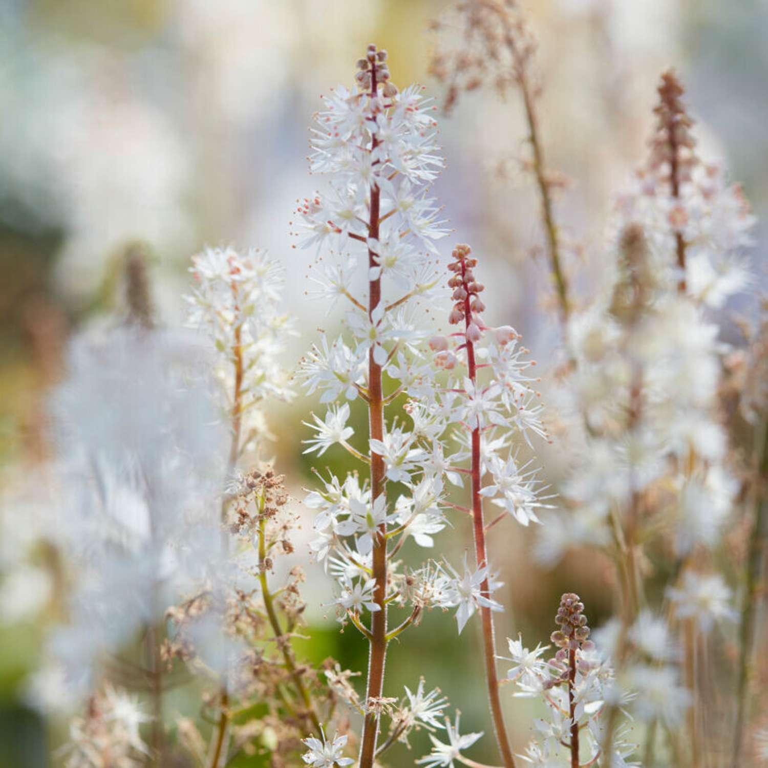 Rönsytiarella (Tiarella cordifolia)